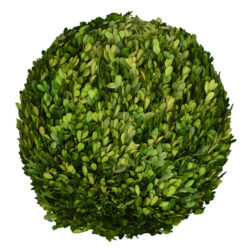 Preserved Boxwood Ball Sphere Decorative Faux